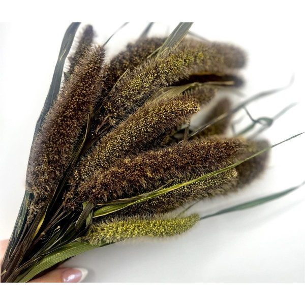 Dark Brown Foxtail Millet Spray