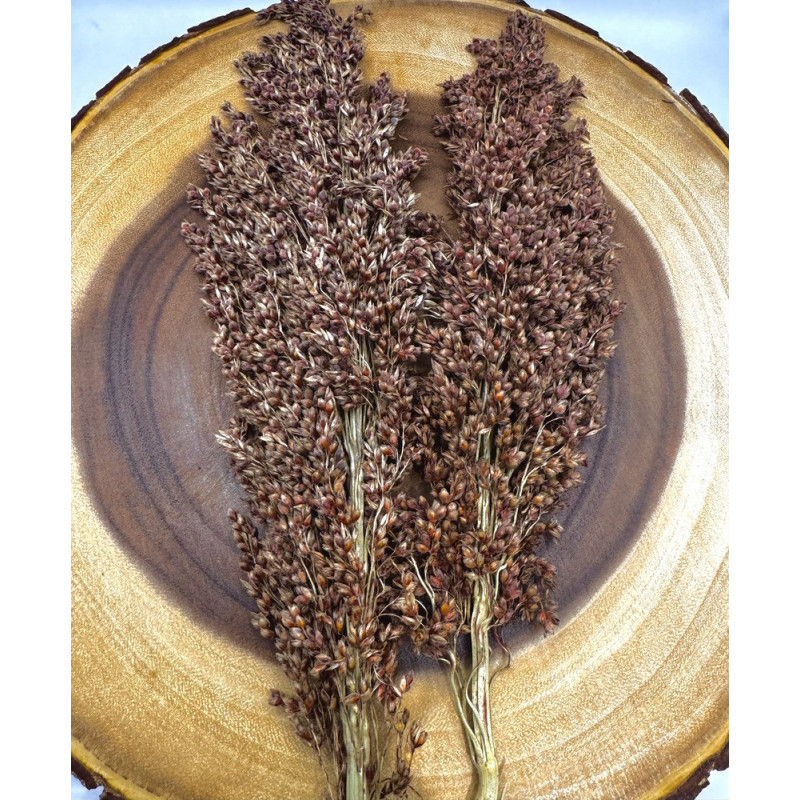 Sudan Grass Sprays for Hamsters, Birds, Mice & Gerbils – Natural Foraging Enrichment