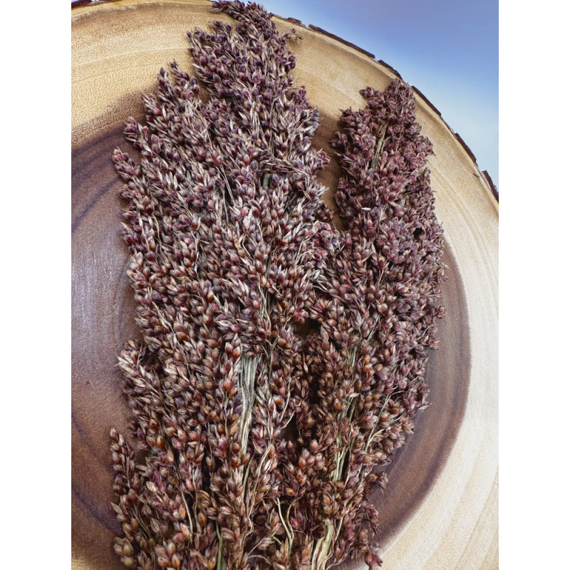 Sudan Grass Sprays for Hamsters, Birds, Mice & Gerbils – Natural Foraging Enrichment