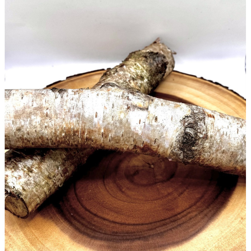 Natural Birch Log for Small Pet Enclosures | Habitat Décor & Enrichment