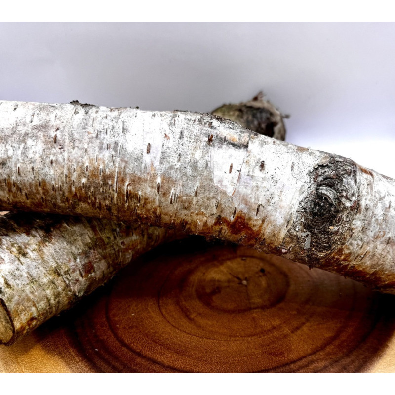 Natural Birch Log for Small Pet Enclosures | Habitat Décor & Enrichment