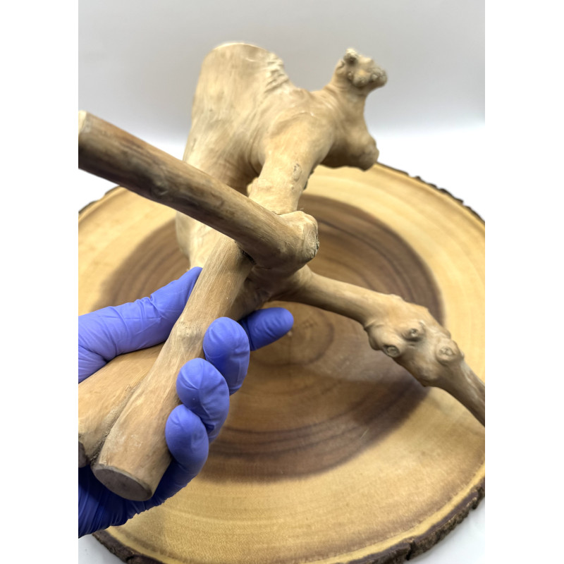 Natural Java Branch for Small Pet Enclosures | Habitat Décor & Enrichment