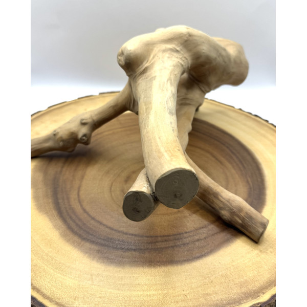 Natural Java Branch for Small Pet Enclosures | Habitat Décor & Enrichment