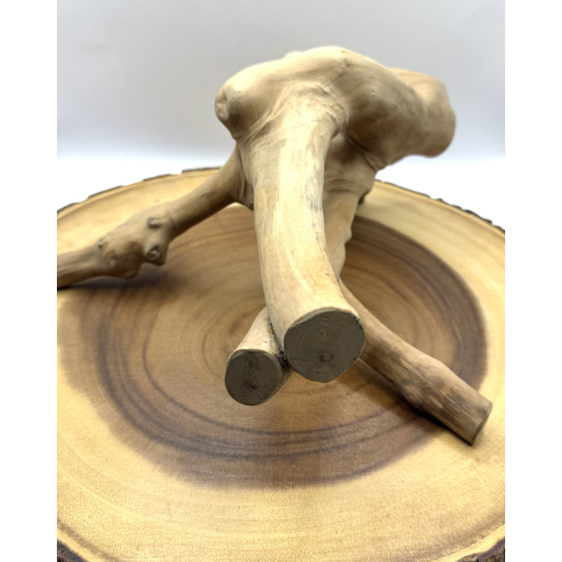 Natural Java Branch for Small Pet Enclosures | Habitat Décor & Enrichment