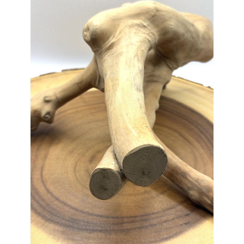 Natural Java Branch for Small Pet Enclosures | Habitat Décor & Enrichment