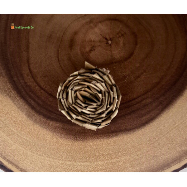 Rose palm chew gnaw 2