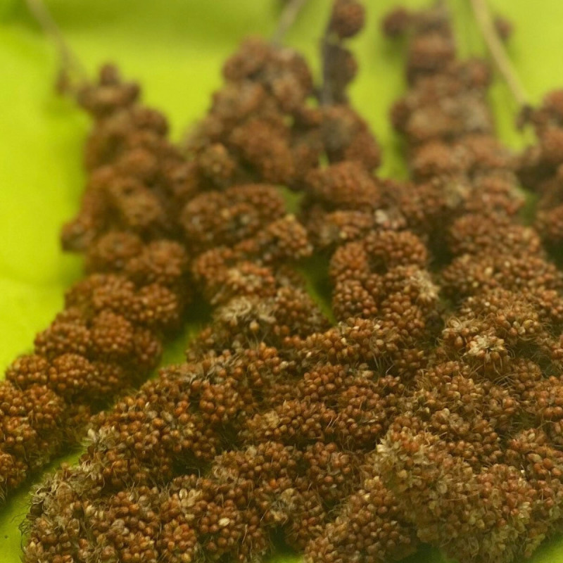 Natural Red Millet Spray Small Animals Birds