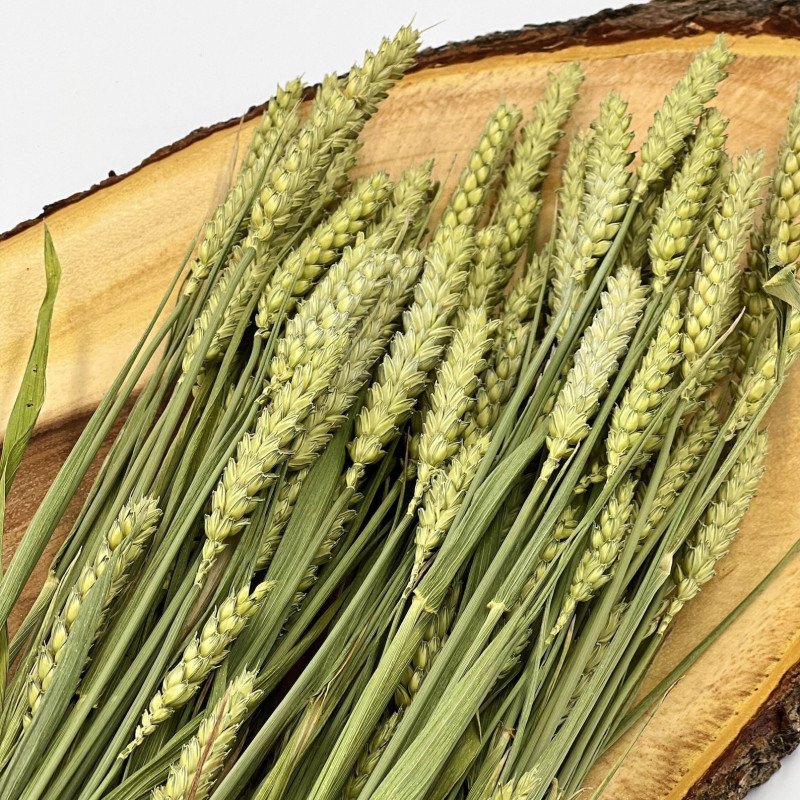 Dried Natural Wheat Sprays for Hamsters and Small Animals