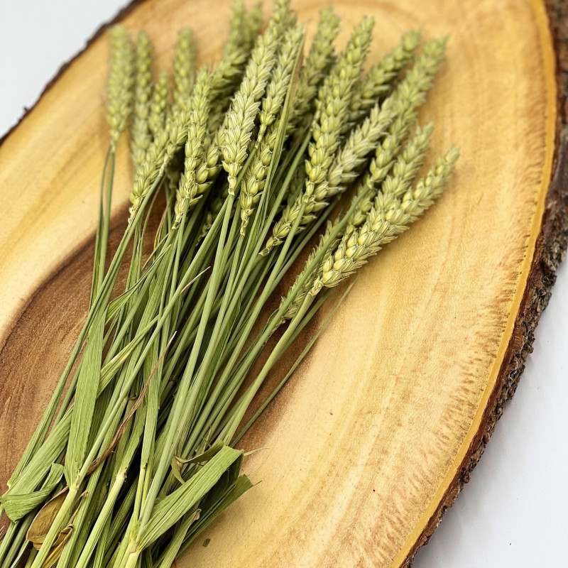 Dried Natural Wheat Sprays for Hamsters and Small Animals
