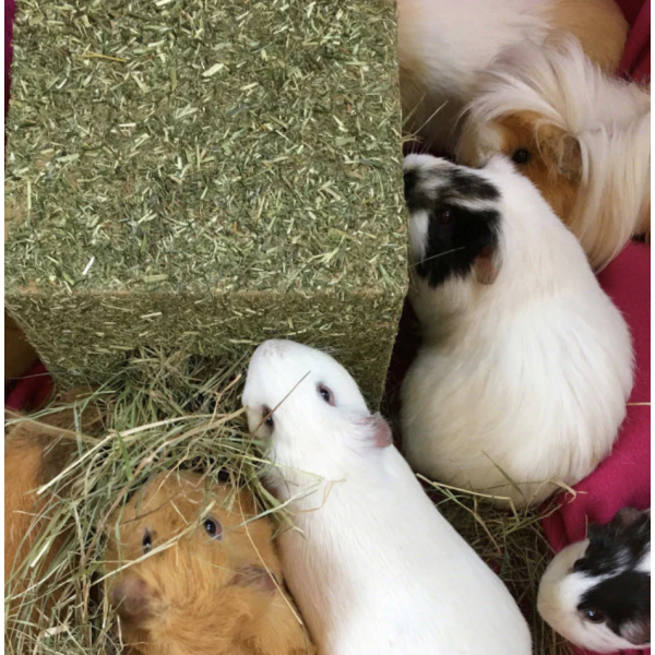 I love hay chew cube 2