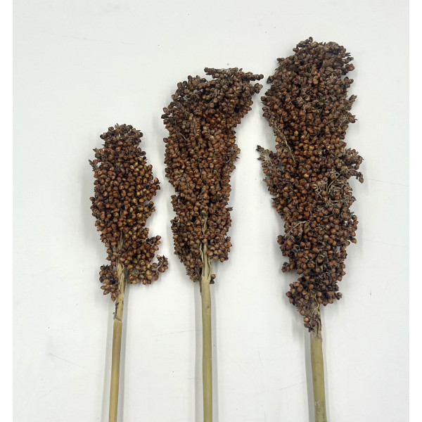 Red Sorghum/Dari Cob for Small Pets | Natural Forage & Chew Treat 100g