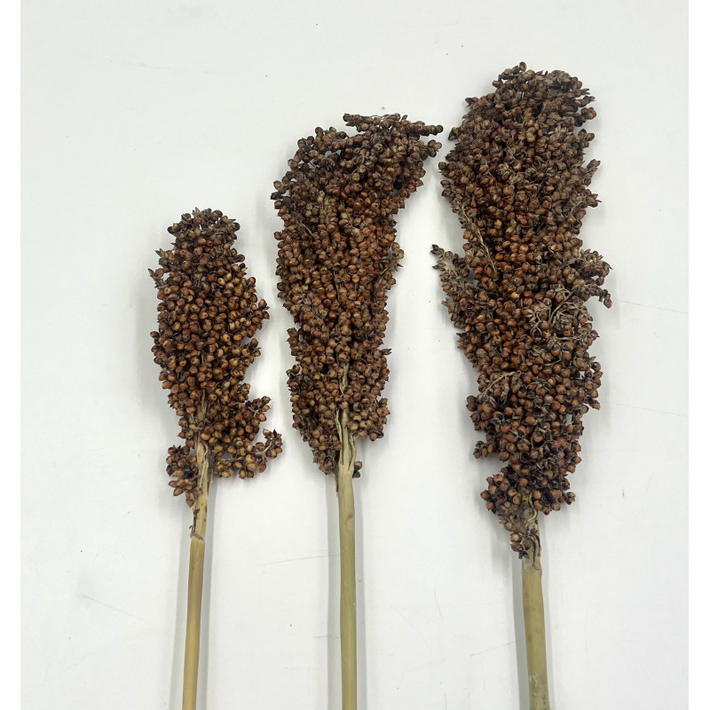 Red Sorghum/Dari Cob for Small Pets | Natural Forage & Chew Treat 100g