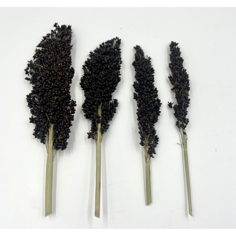 Black Sorghum/Dari Cob for Small Pets | Natural Forage & Chew Treat 100g