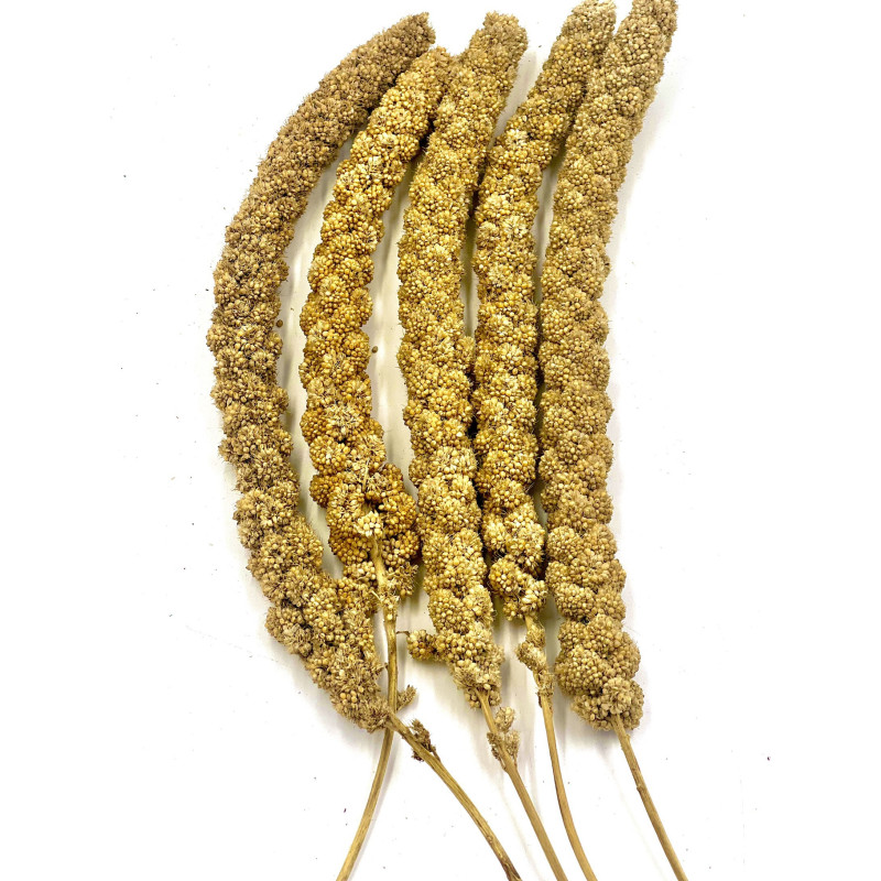 Yellow Millet Sprays