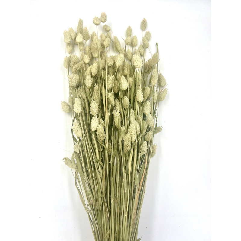 Canary Grass Seed Sprays Phalaris Small Animals