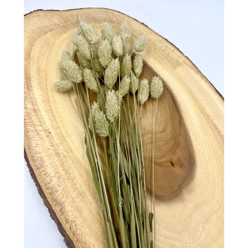 Canary Grass Seed Sprays Phalaris Small Animals