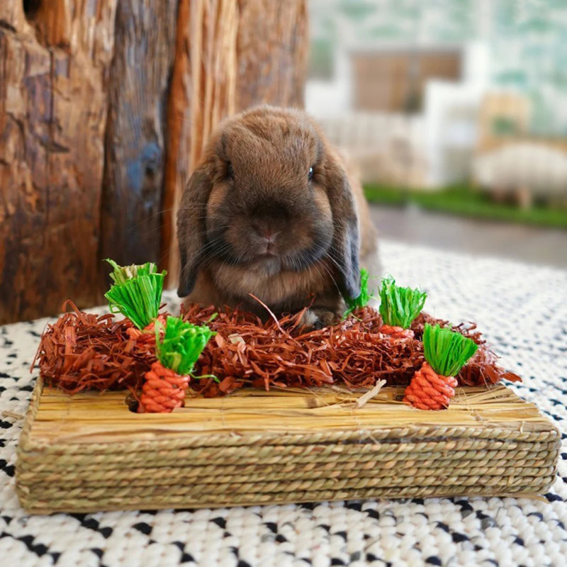 Rosewood Carrot Play Patch for Rabbits and Guineapigs