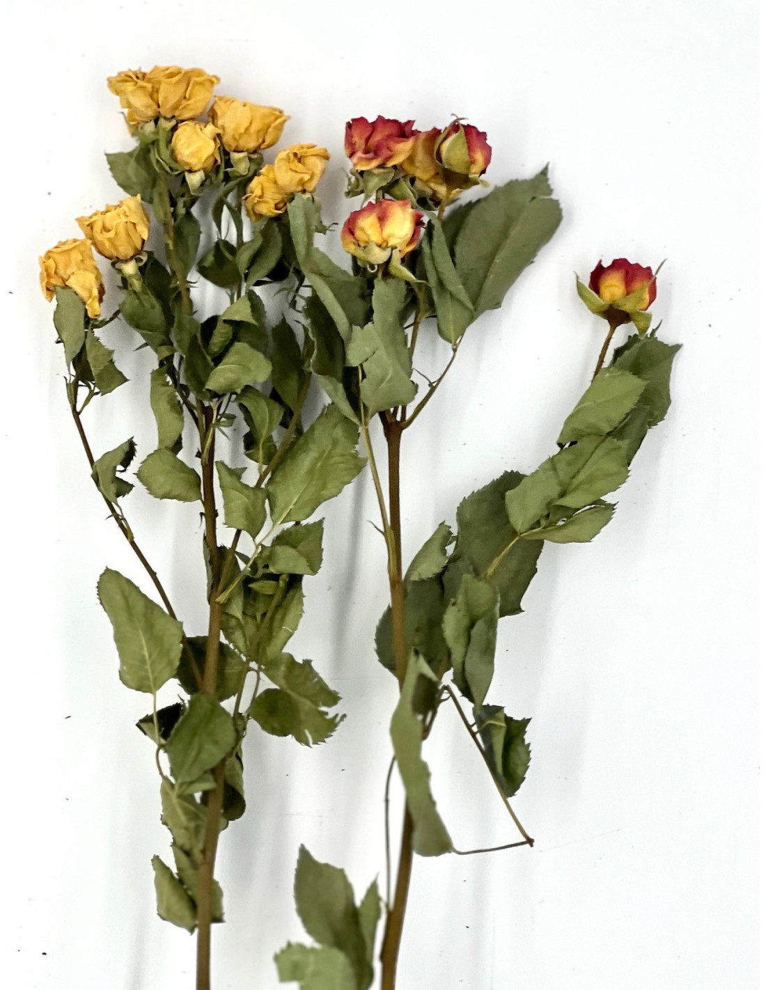 30 Roses Spray Green Pagima Sprays for Small Animal and Birds
