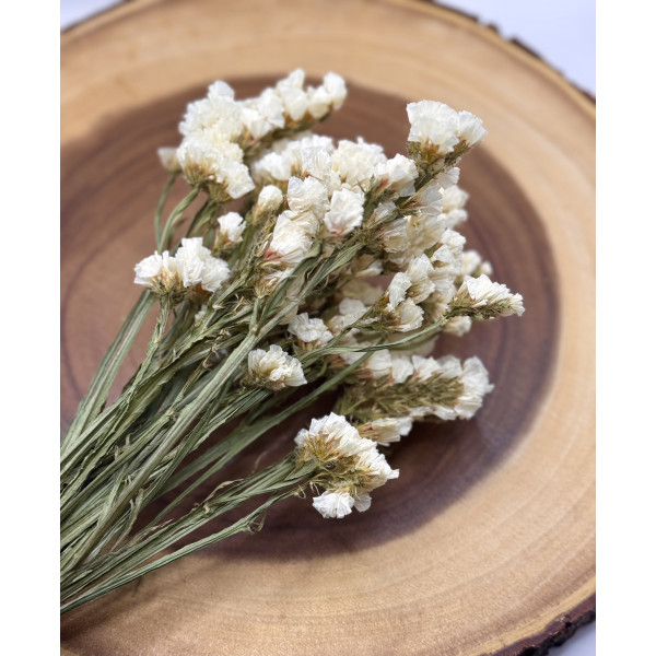White Statice Flower Forage For Small Animals 2