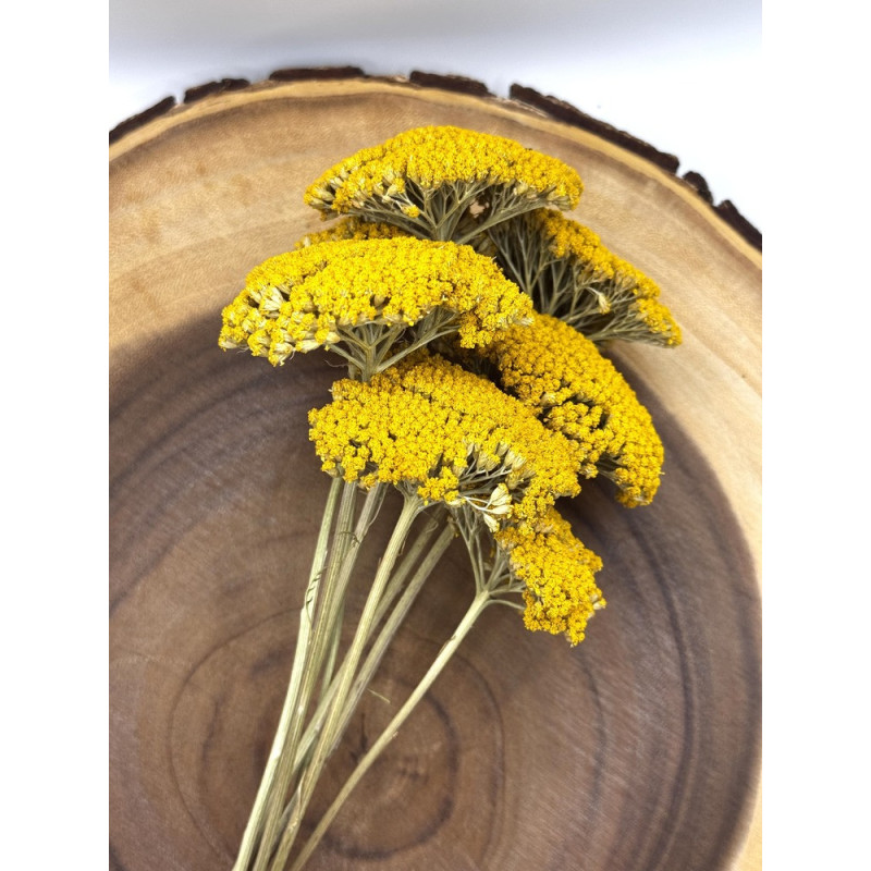 Yarrow Flower Forage For Small Animals