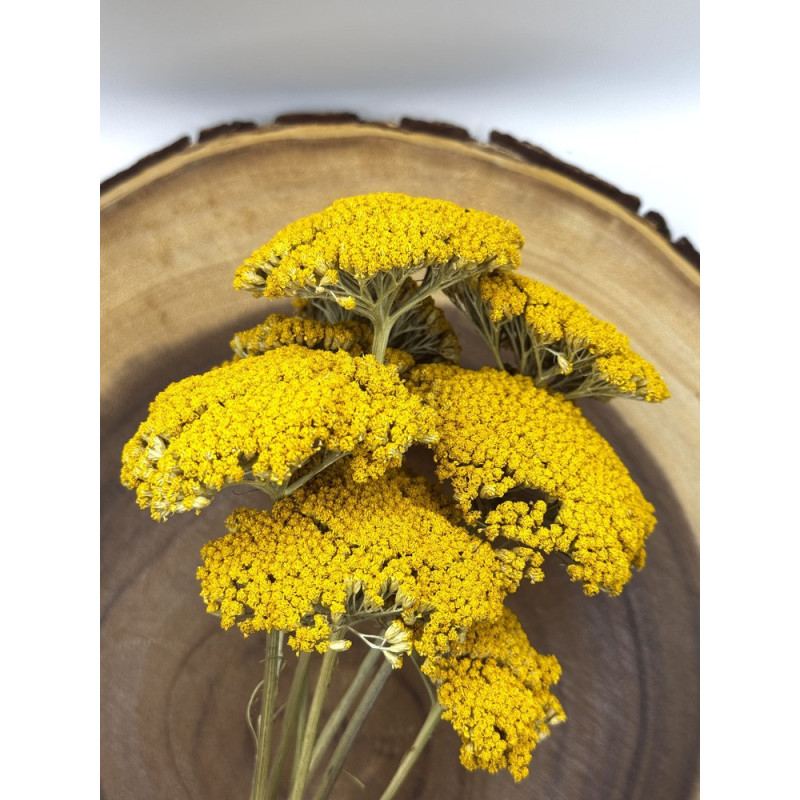 Yarrow Flower Forage For Small Animals