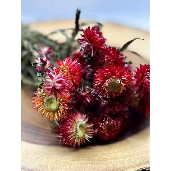 Red Strawflowers Flower Forage For Small Animals 2