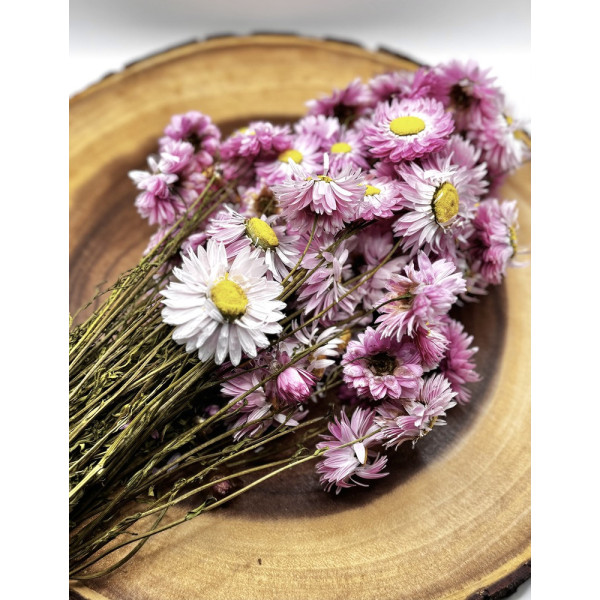 Pink Strawflowers Flower Forage For Small Animals 2