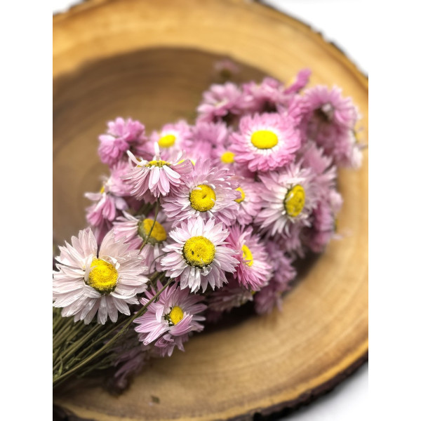 Pink Strawflowers Flower Forage For Small Animals