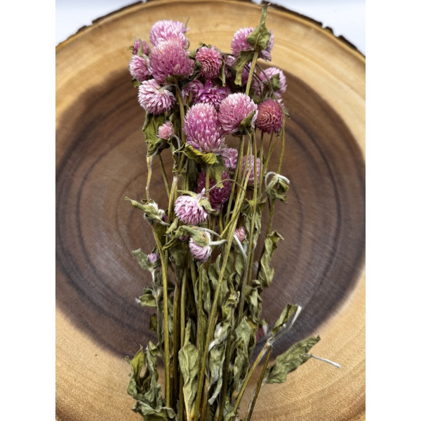 Pink Globe Amaranth Flower For Small Animals 2